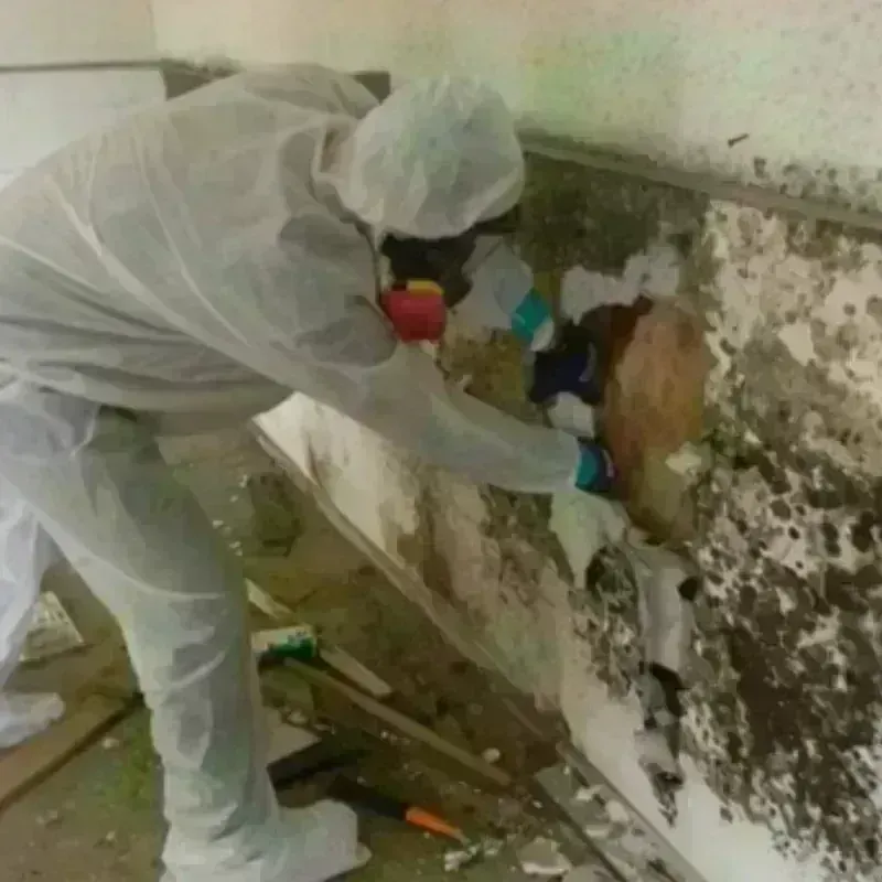 Mold Remediation and Removal in West Haven, UT